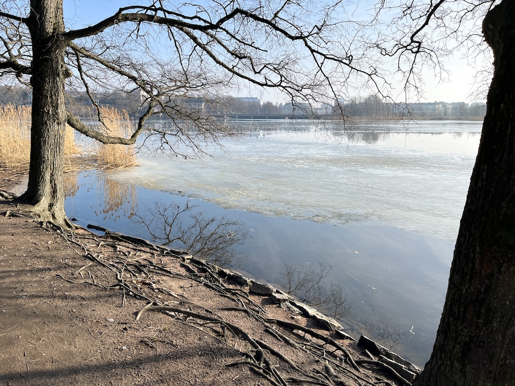 Kuva jäisestä Töölönlahdesta aurinkoisena päivänä kahden puun välistä, etualalla maasta esiin pilkistävää juurakkoa