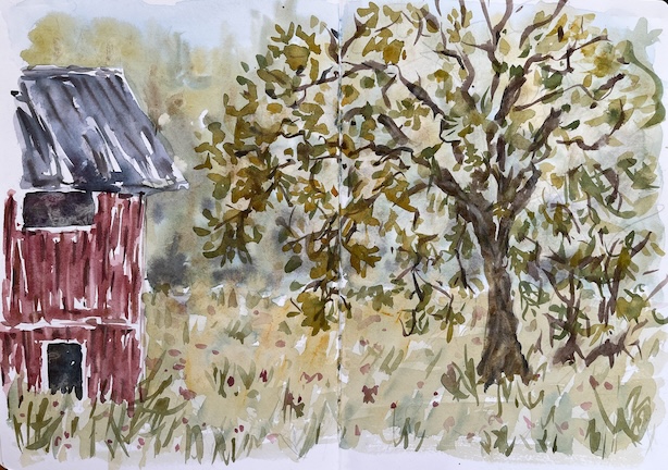 Akvarelliluonnos vanhasta punaisesta aittarakennuksesta ja pihlajasta.