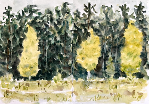Akvarelliluonnos kolmesta vaaleanvihreästä nuoresta koivusta tummaa metsää vasten.