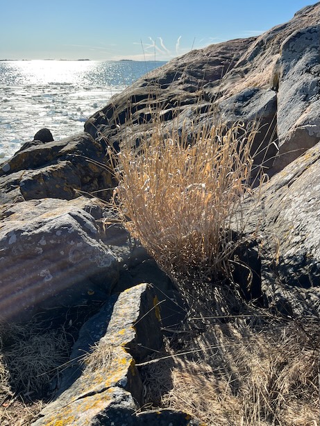 Valokuva kuivuneesta kaislarykelmästä kallioiden välissä Suomenlinnassa