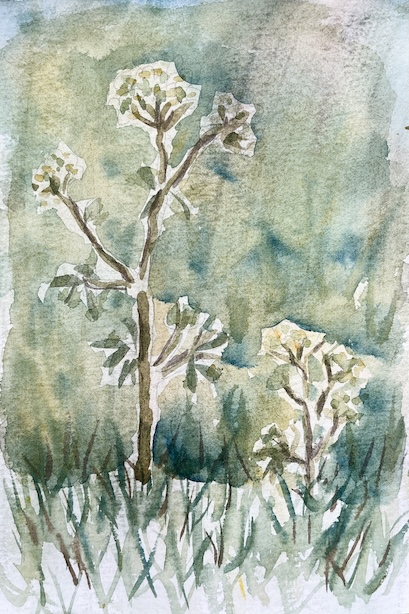 Akvarellimaalaus karhunputkesta.