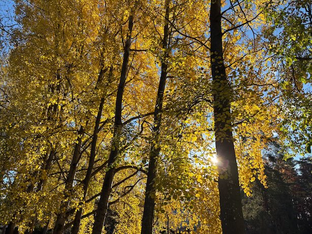 Valokuva keltaisisista haavoista auringonvalossa, taustalla sininen taivas.