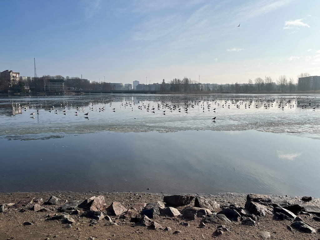 Kuva aurinkoiselta Töölönlahdelta, jossa ohuelle jäälle on kertynyt kymmenittäin lokkeja