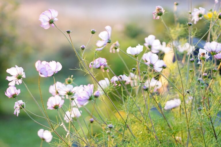 Häpeästä ja ketsupista