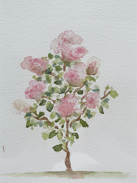 Akvarellimaalaus kukkivasta syyshortensiasta