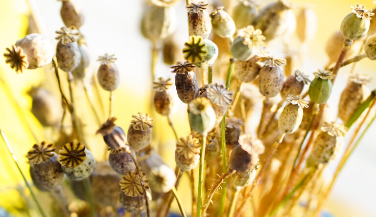 Syksyn väreistä, äänistä ja tuoksuista