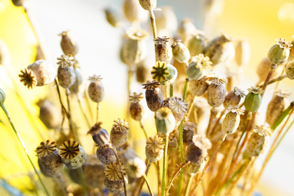 Valokuva kuivatuista unikonkukista, joka kylpevät keltaisessa aamuvalossa.